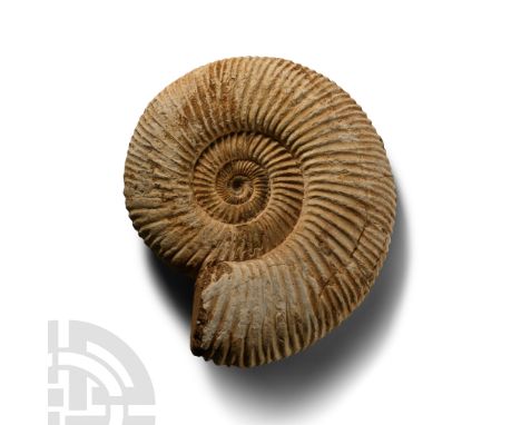 Jurassic Period, circa 174-145 million years B.P. Perisphinctids indogermanus fossil ammonite showing clear ribbing.  199 gra