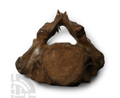 Devensian Period, 110,000-12,000 years B.P. From Mammuthus Primigenius, showing the neural arch, inked collection number '83'