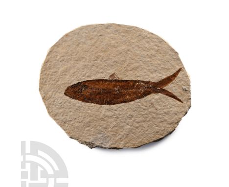 Eocene Period, circa 58-36 million years B.P. An oval matrix with a Knightia alta specimen.  81 grams, 96 mm (3 3/4 in.). [No