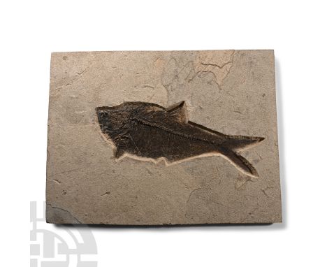Eocene Period, 58-36 million years B.P. Diplomystus sp. fossil fish on a matrix slab showing good detail to the spine and rib