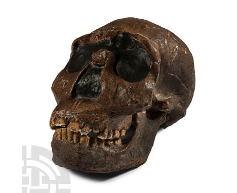 20th century A.D. With rounded brain-pan, articulating mandible; perhaps Homo habilis, an extinct species of archaic human fr
