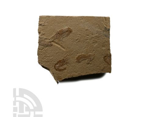 Cretaceous Period, circa 110 million years B.P. A sandstone matrix containing three complete and two partial fossil specimens