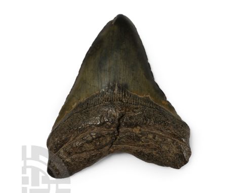 Pliocene Period, 5.2-2.5 million years B.P. From Carcharocles megalodon polished, showing some good enamel.  369 grams, 11.9 