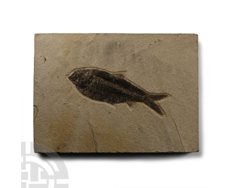Eocene Period, circa 58-36 million years B.P. Diplomystus sp. in a rectangular matrix.  1.52 kg, 22 x 16 cm (8 5/8 x 6 1/4 in