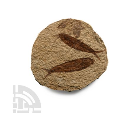 Eocene Period, circa 58-36 million years B.P. A rounded matrix with two Knightia alta fish with faint remains of another one.
