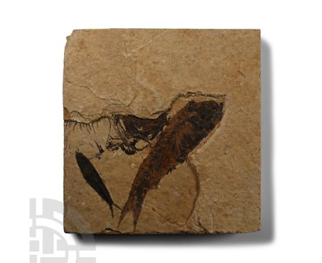 Eocene Period, circa 58-36 million years B.P. Comprising two complete Knightia alta specimens and remains of a third fish.  6