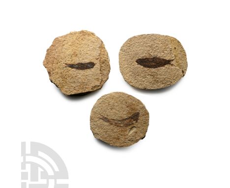 Eocene Period, circa 58-36 million years B.P. Comprising three rounded matrices, each with a Knightia alta specimen.  220 gra