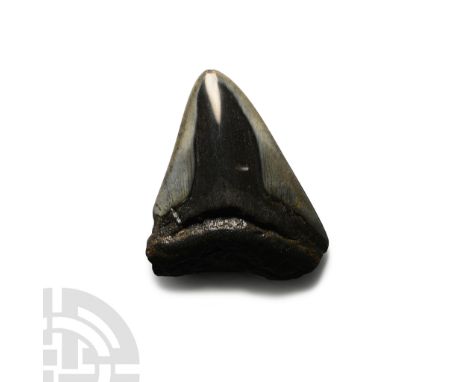 Pliocene Period, 5.2-2.5 million years B.P. A Carcharocles megalodon tooth displaying some enamel.  46 grams, 67 mm (2 5/8 in