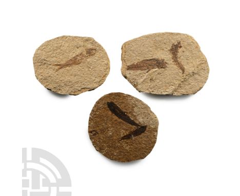 Eocene Period, circa 58-36 million years B.P. Comprising three rounded matrices with Knightia alta fish fossils.  143 grams t