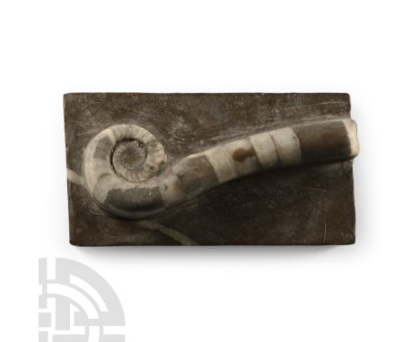 Ordovician Period, circa 450 million years B.P. Displaying planospirally coiled juvenile portion at the apex and a part of th