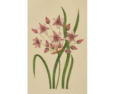 Botany.Botanical Specimens. Copies from Nature and Designed as simple illustrations of the Twenty-Four Classes. Into which ac