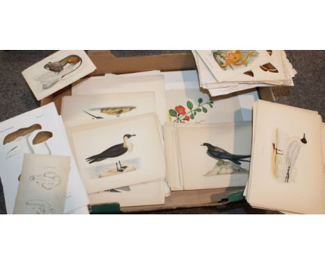 A selection of 19th and 20th century colour prints, plates and etchings mostly on subjects 'Animals', 'Birds' and 'The Natura