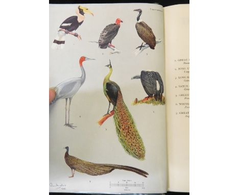 BERTRAM E SMYTHIES: THE BIRDS OF BURMA, Edinburgh and London, Oliver &amp; Boyd, 1953, 2nd (revised) edition, 31 coloured pla