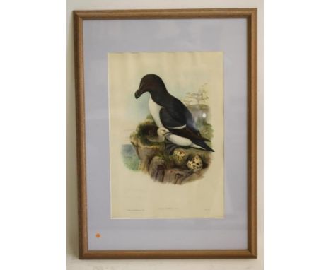 JOHN GOULD and H C RICHTER (19th Century), Glareola Pratincola (Collared Pranticole), Birds of Great Britain c.1871, hand col