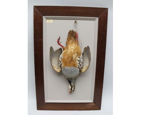 D.L. KENINGALE, Taxidermist, Warwickshire "Toujours Perdix" hanging game mount, Red-Legged Partridge, set on French grey pain