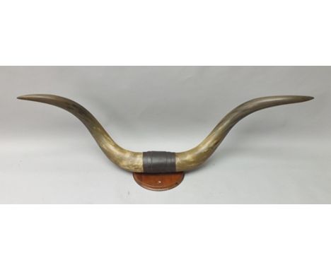 A PAIR OF COW HORNS mounted upon a mahogany circular panel, width of horns tip to tip, 118cm 