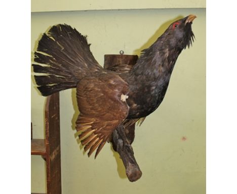 A CAPERCAILLIE, open mounted, perched upon a branch with wall mountable tree trunk, 66cm back to foot, wall mount 65cm 