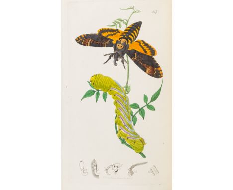Curtis, John British Entomology Being Illustrations and Descriptions of the Genera of Insects found in Great Britain and Irel