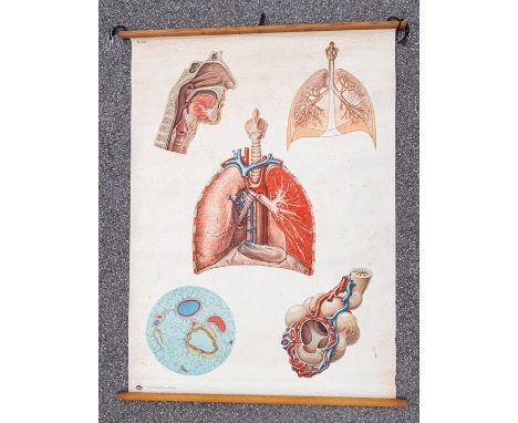 A mid-20th Century German medical poster, with five vignettes illustrating the pulmonary system, labelled Deutsche Hygiene Mu