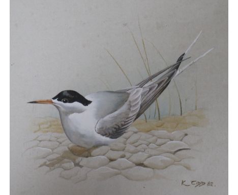 K J Kidd gouache of a Tern and 4 H Weir etchings of birds