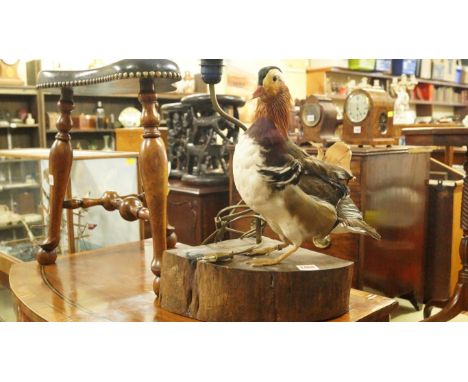 Taxidermy: a Mandarin duck lamp base, height excluding fitting 39cm. 