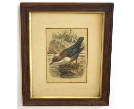 R H Petherick (20th Century), Duck, gouache, signed lower right, 24 x 20cm, together with hand coloured engraving of a bird (