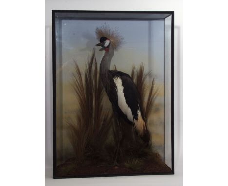 Taxidermy Cased Crown Crane in naturalistic setting by R Sean Douglas, 102 x 75cm