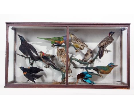 Taxidermy Cased group of 11 Foreign birds, Boat-tailed Grackle, Red Winged Blackbird,Waxwing, Red-capped Woodpecker, Rainbow 