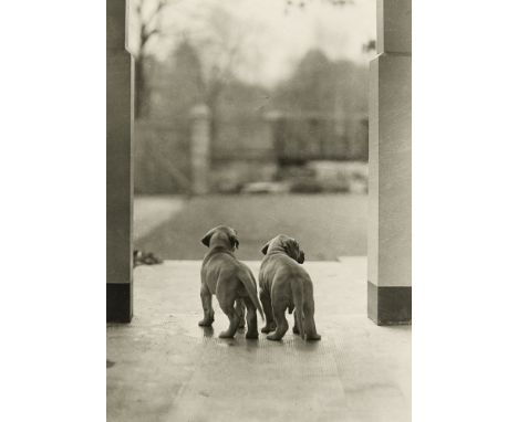 Hein (Witten 1904 - 1967 Hannover) GornyRückansicht zweier Welpen. Um 1935. Vintage Silbergelatineabzug auf Agfa-Brovira-Phot