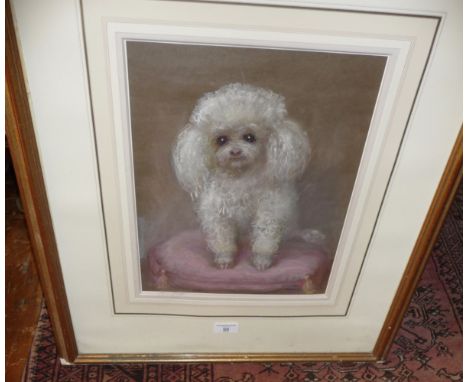 Pastel portrait of a toy poodle by Philippa Jessop (xx)