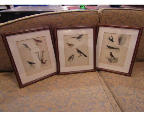 Three 19th Century hand coloured prints of various garden birds, framed and glazed,  22cm x 16.5cm