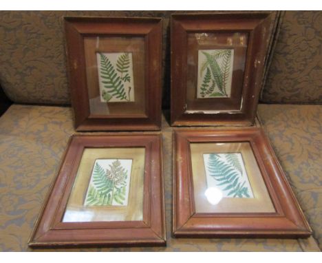 Four Victorian gilt framed Fern prints, hand coloured, framed and glazed,  13.5cm x 10cm