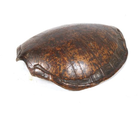 A 19th century Green Turtle (Chelonia Mydas) carapace. L93cm Condition Report: A relatively structurally strong item. The col