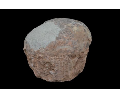 Genuine Fossilised Dinosaur Egg, Hadrosaur. Length 14.5cm (5.75 inches). Cretaceous period (c. 85 - 65 million years ago). Fr