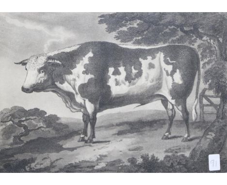 ~ Francis Chesham (British, 1749-1806), ''A Portrait of a Remarkable Fine Bull'', aquatint, image 175mm by 245mm, in thick 19