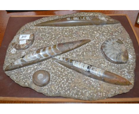 Natural History - Geology/Paleontology - a marine fossil section of polished and crystallised ammonites and orthoceras, furth