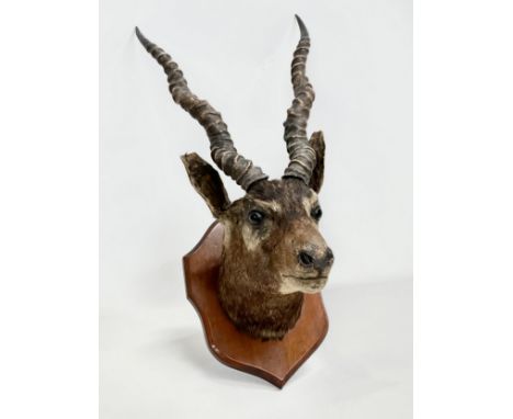 A Late 19th/Early 20th Century wall mounted taxidermy blackbuck antelope. 60cm