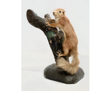 A taxidermy red squirrel. 34cm