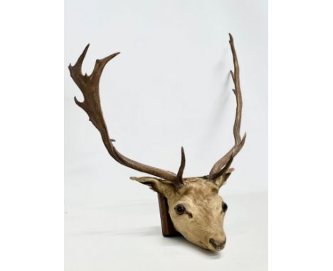 A Late 19th/Early 20th Century wall mounted taxidermy stage head. 48x63cm