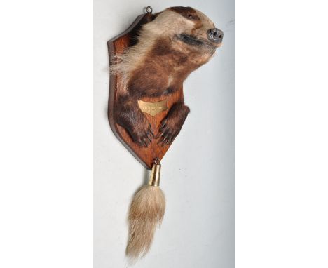 Of taxidermy interest - A vintage late 20th century mounted badgers head (meles meles) with paws and tail. Brass legend reads
