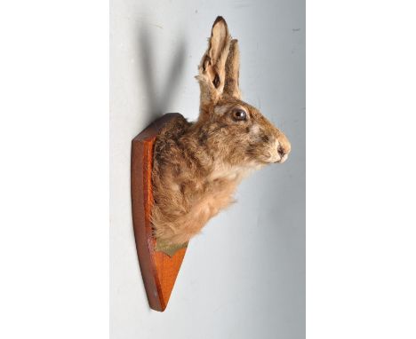 Of taxidermy interest - A vintage late 20th century mounted hares head (Lepus Europaeus). Brass legend reads caught by Queeni