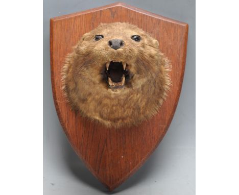 Of taxidermy interest - A late 20th century vintage mounted otters head. The oak armorial shaped plaque has a wire to the bac