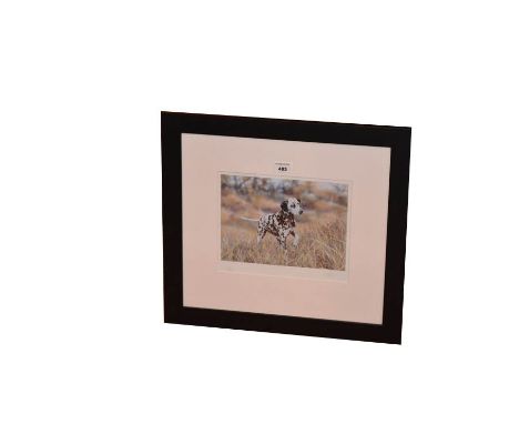 A Limited Edition Framed Print 'Dalmatian'