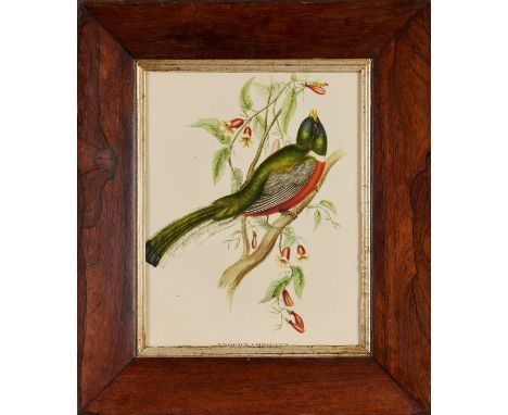 Nine 19th century framed botanical and bird pictures, some in maple framesComprising: a hand coloured lithograph Trogon Ambig