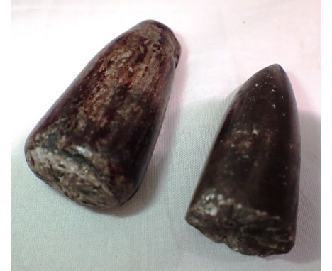 Fossilised dinosaur tooth. P&amp;P Group 1 (£14+VAT for the first lot and £1+VAT for subsequent lots) 