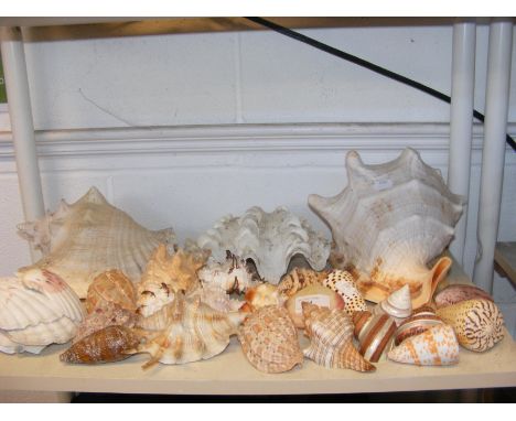 Assorted interesting shells 