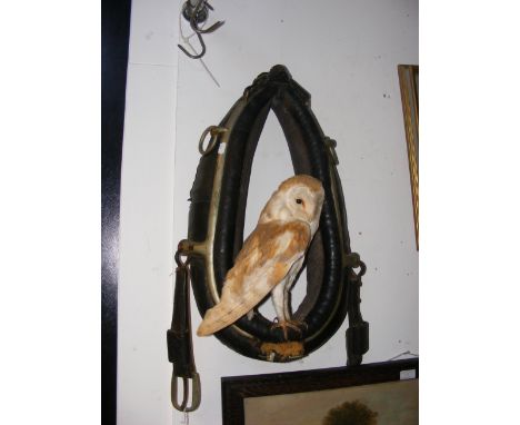 An unusual taxidermy owl, mounted in horse hames 