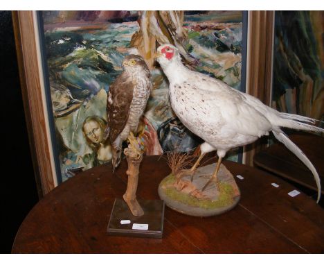 A stuffed and mounted pheasant taxidermy together with bird of prey