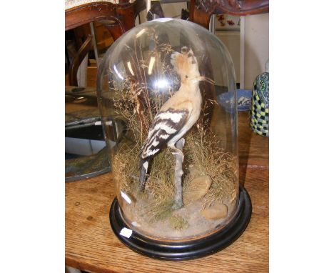 An antique taxidermy Eurasian Hoopoe bird under glass dome - 36cm high