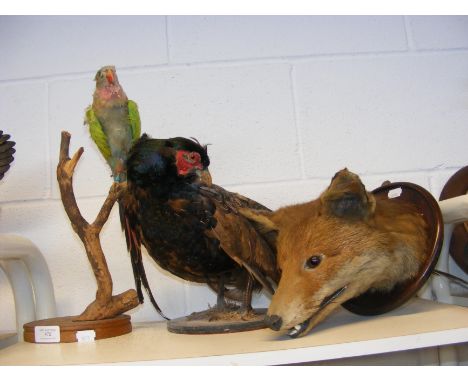 A taxidermy fox head on mahogany wall plaque, together with pheasant and parakeet 